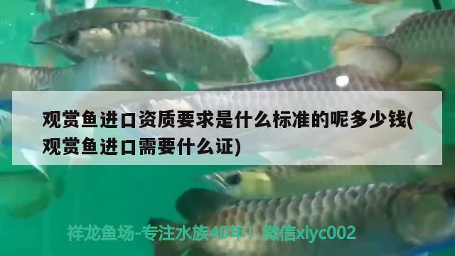 觀賞魚(yú)進(jìn)口資質(zhì)要求是什么標(biāo)準(zhǔn)的呢多少錢(qián)(觀賞魚(yú)進(jìn)口需要什么證) 觀賞魚(yú)進(jìn)出口