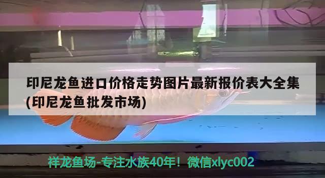 印尼龍魚進口價格走勢圖片最新報價表大全集(印尼龍魚批發(fā)市場) 龍魚批發(fā)