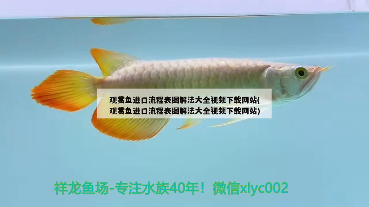 上海觀賞魚進(jìn)口商店有哪些(上海觀賞魚批發(fā)中心)