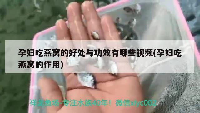 孕婦吃燕窩的好處與功效有哪些視頻(孕婦吃燕窩的作用) 馬來西亞燕窩