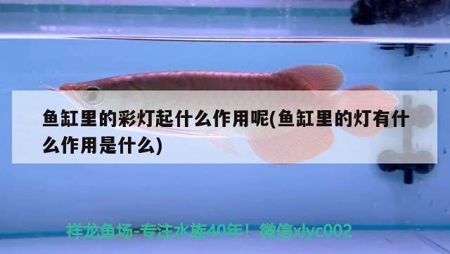 魚(yú)缸里的彩燈起什么作用呢(魚(yú)缸里的燈有什么作用是什么) 過(guò)濾設(shè)備