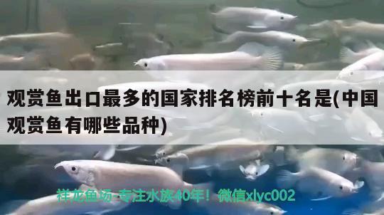 觀賞魚出口最多的國家排名榜前十名是(中國觀賞魚有哪些品種)