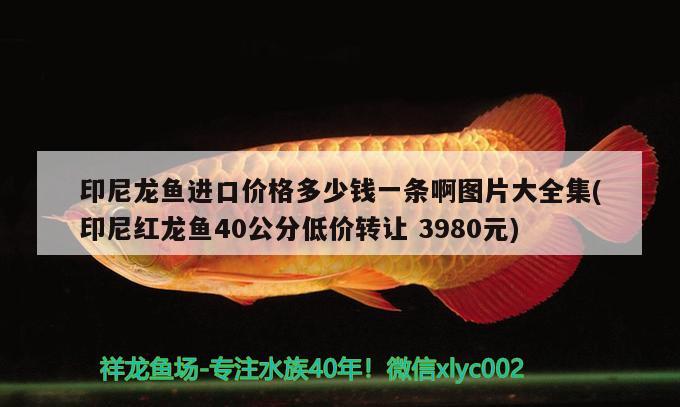 印尼龍魚進口價格多少錢一條啊圖片大全集(印尼紅龍魚40公分低價轉(zhuǎn)讓3980元) 紅龍魚百科