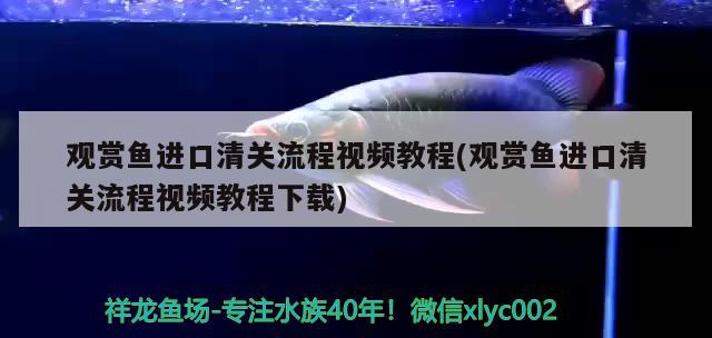 虎魚(yú)病了求教 虎魚(yú)百科 第4張