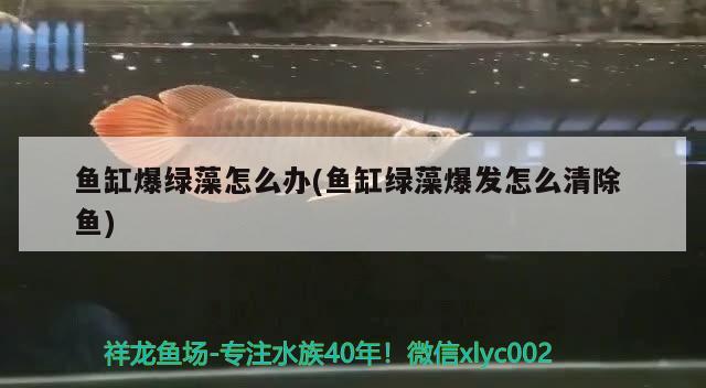 魚缸爆綠藻怎么辦(魚缸綠藻爆發(fā)怎么清除魚) 黑金魟魚