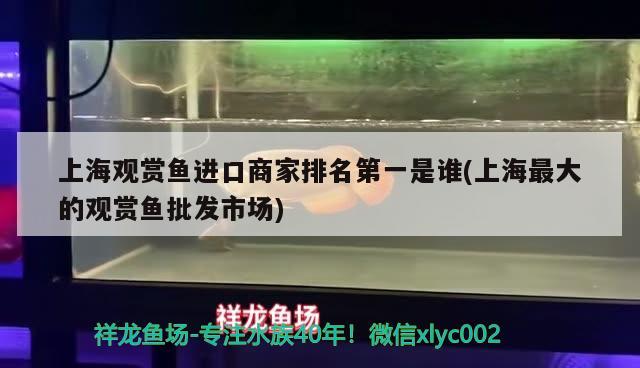 上海觀賞魚進(jìn)口商家排名第一是誰(上海最大的觀賞魚批發(fā)市場)