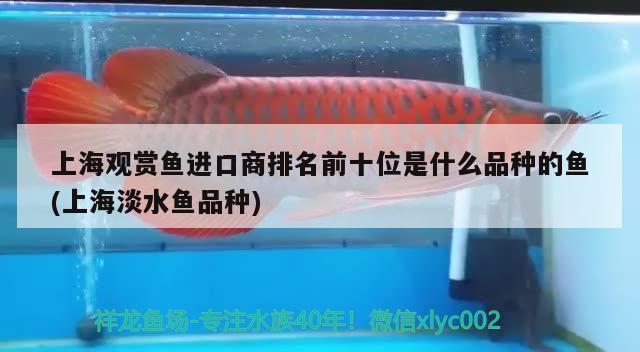 上海觀賞魚進口商排名前十位是什么品種的魚(上海淡水魚品種) 觀賞魚進出口