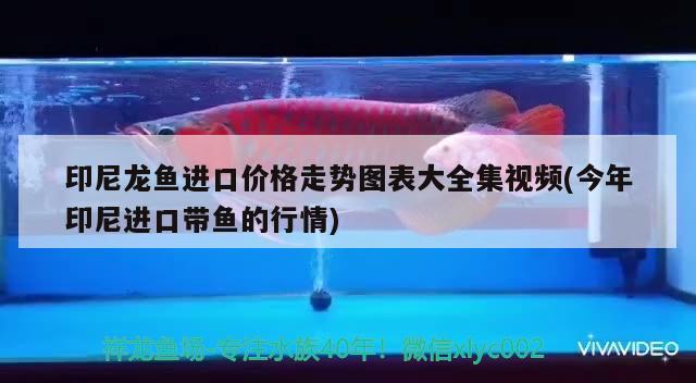 印尼龍魚進口價格走勢圖表大全集視頻(今年印尼進口帶魚的行情) 觀賞魚進出口