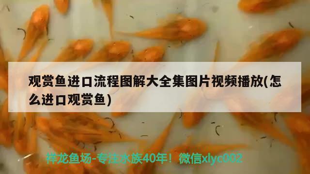 觀賞魚進(jìn)口流程圖解大全集圖片視頻播放(怎么進(jìn)口觀賞魚) 觀賞魚進(jìn)出口