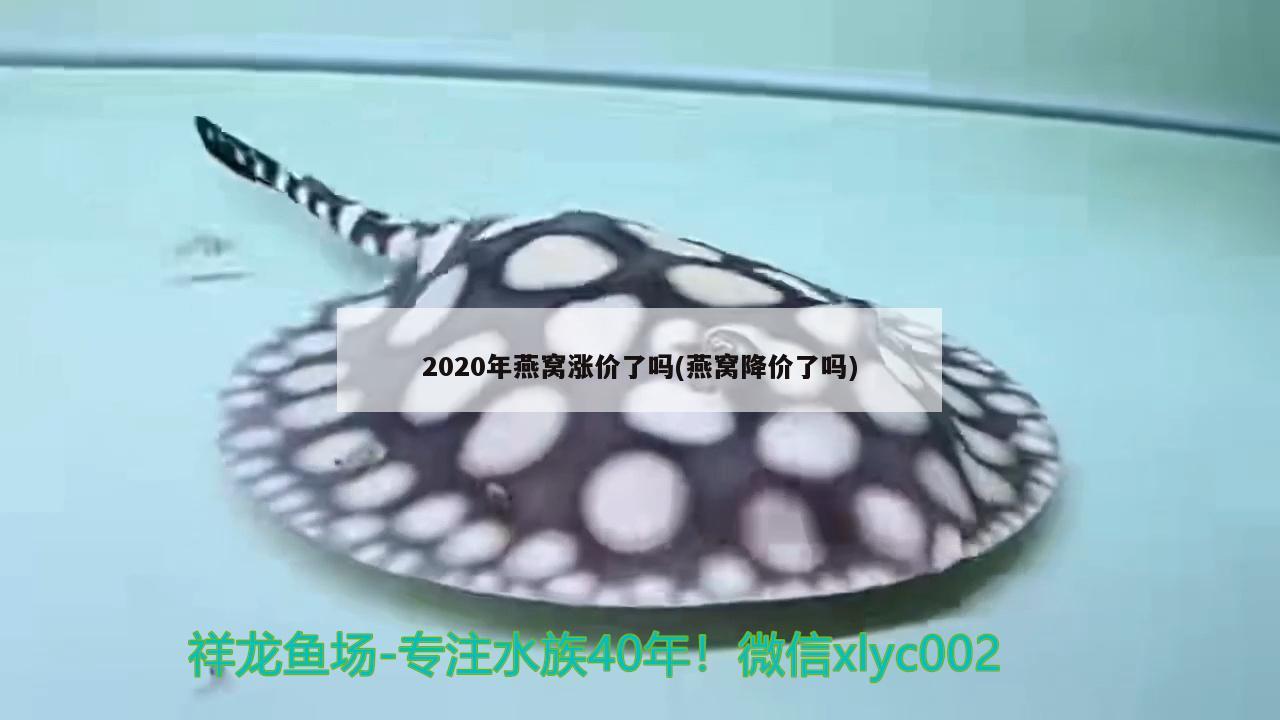 2020年燕窩漲價(jià)了嗎(燕窩降價(jià)了嗎) 馬來(lái)西亞燕窩