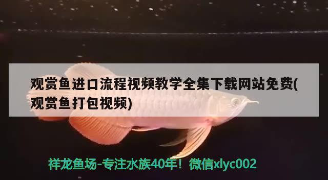 觀賞魚進口流程視頻教學全集下載網(wǎng)站免費(觀賞魚打包視頻) 觀賞魚進出口