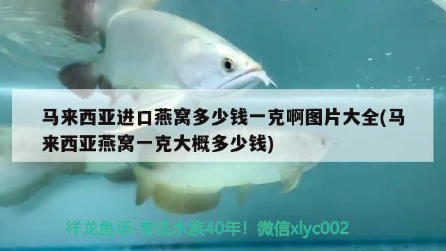 馬來西亞進口燕窩多少錢一克啊圖片大全(馬來西亞燕窩一克大概多少錢) 馬來西亞燕窩