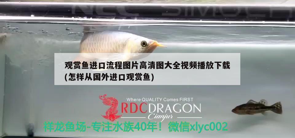 觀賞魚進(jìn)口流程圖片高清圖大全視頻播放下載(怎樣從國外進(jìn)口觀賞魚) 觀賞魚進(jìn)出口