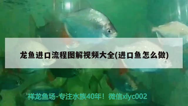 龍魚進口流程圖解視頻大全(進口魚怎么做)