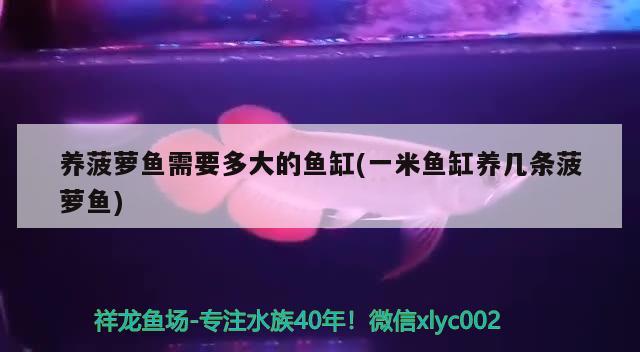 金龍魚批發(fā)市場的價格，金龍魚哪里買金龍魚苗實惠又便宜，過背金龍魚苗實惠又便宜 過背金龍魚 第3張