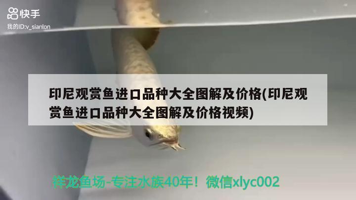 印尼觀賞魚進口品種大全圖解及價格(印尼觀賞魚進口品種大全圖解及價格視頻) 觀賞魚進出口 第2張