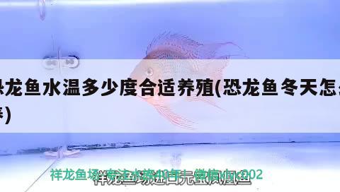 恐龍魚水溫多少度合適養(yǎng)殖(恐龍魚冬天怎么養(yǎng)) 金頭過背金龍魚