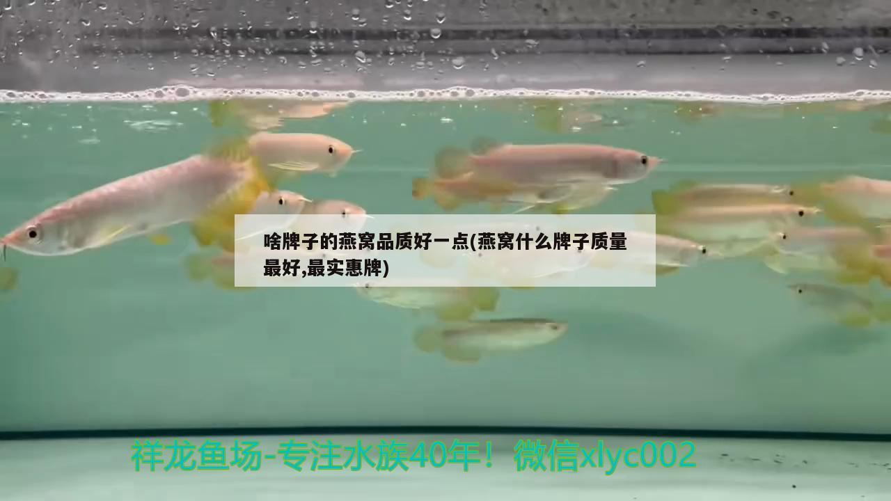 雞西水族批發(fā)市場在哪個位置呀（雞西水族館） 養(yǎng)魚知識 第3張