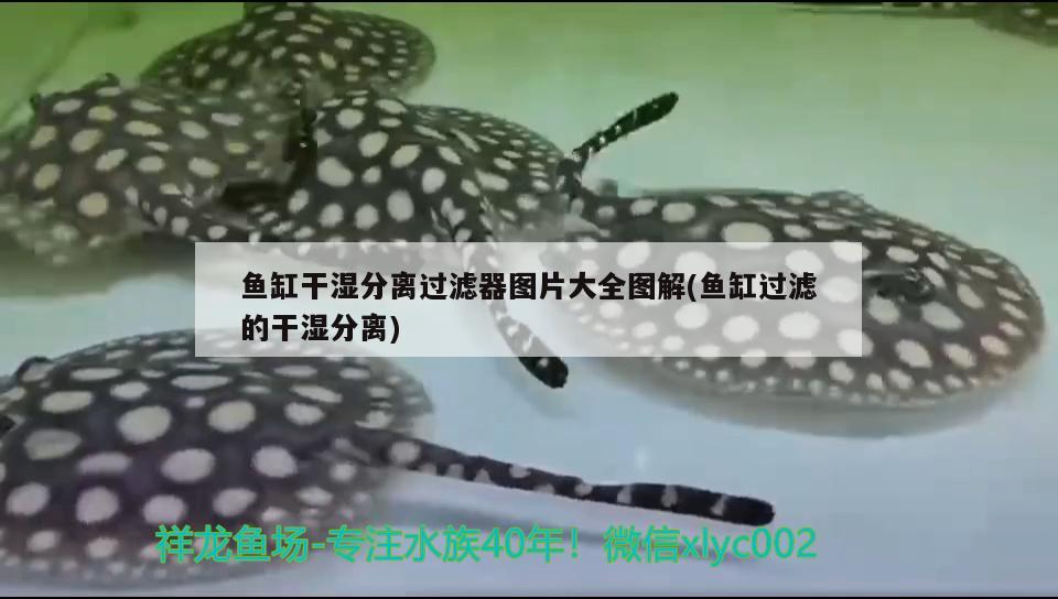 魚缸干濕分離過濾器圖片大全圖解(魚缸過濾的干濕分離)