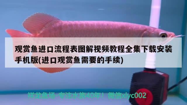 魚缸里的秘密思維導圖（2020疫情時期你在家做了什么） 虎斑恐龍魚 第2張