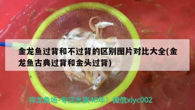 美麗動人小金龍 蝴蝶鯉魚苗 第2張