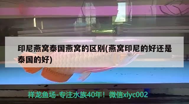 印尼燕窩泰國(guó)燕窩的區(qū)別(燕窩印尼的好還是泰國(guó)的好) 馬來西亞燕窩