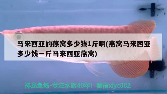 呂梁水族館羅漢喂河蝦好還是海蝦好？ 黃金貓魚 第2張