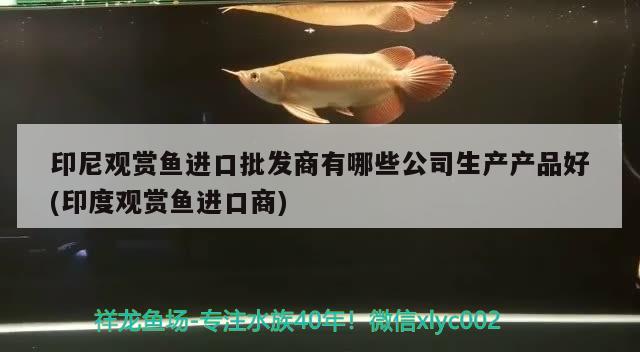 印尼觀賞魚進(jìn)口批發(fā)商有哪些公司生產(chǎn)產(chǎn)品好(印度觀賞魚進(jìn)口商) 觀賞魚進(jìn)出口