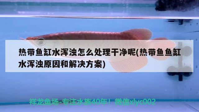 熱帶魚缸水渾濁怎么處理干凈呢(熱帶魚魚缸水渾濁原因和解決方案) 哥倫比亞巨暴魚苗