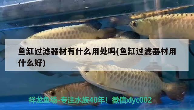 魚缸過濾器材有什么用處嗎(魚缸過濾器材用什么好)