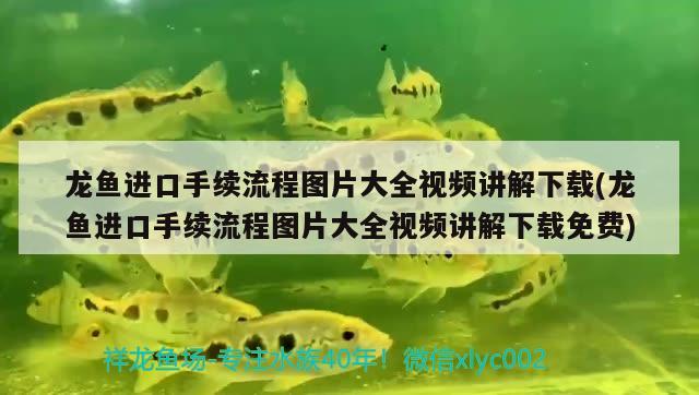 廣州水族館財(cái)神笑+小鸚鵡