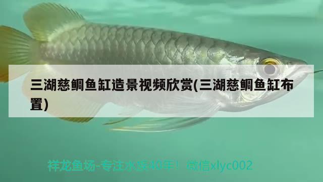 三湖慈鯛魚(yú)缸造景視頻欣賞(三湖慈鯛魚(yú)缸布置)