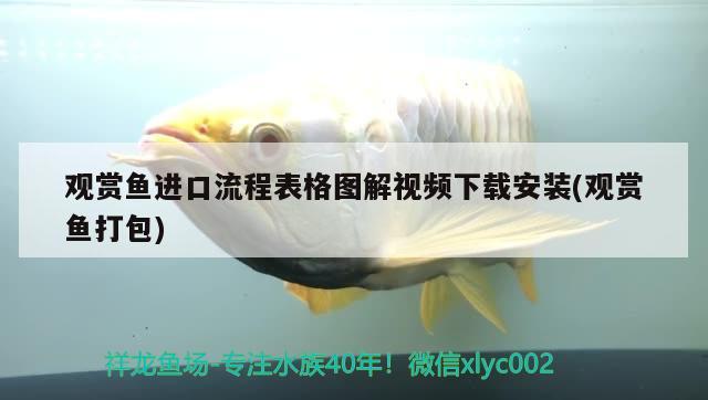 觀賞魚進(jìn)口流程表格圖解視頻下載安裝(觀賞魚打包)