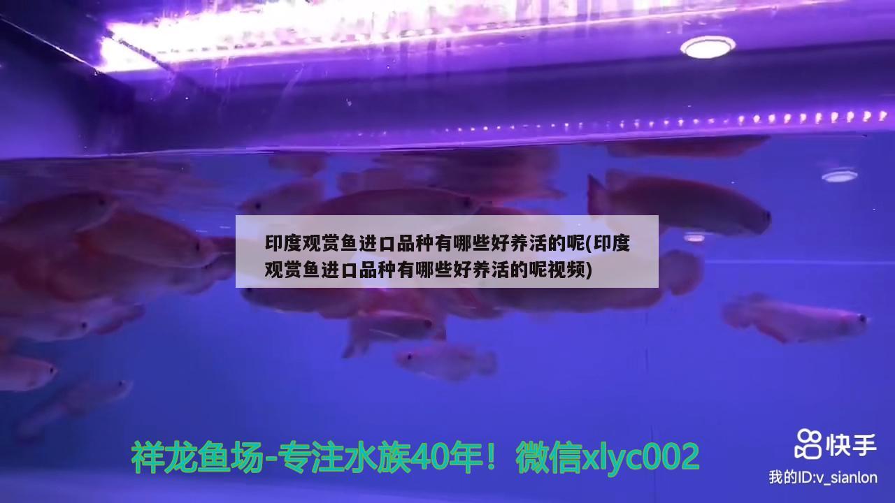 印度觀賞魚(yú)進(jìn)口品種有哪些好養(yǎng)活的呢(印度觀賞魚(yú)進(jìn)口品種有哪些好養(yǎng)活的呢視頻) 觀賞魚(yú)進(jìn)出口