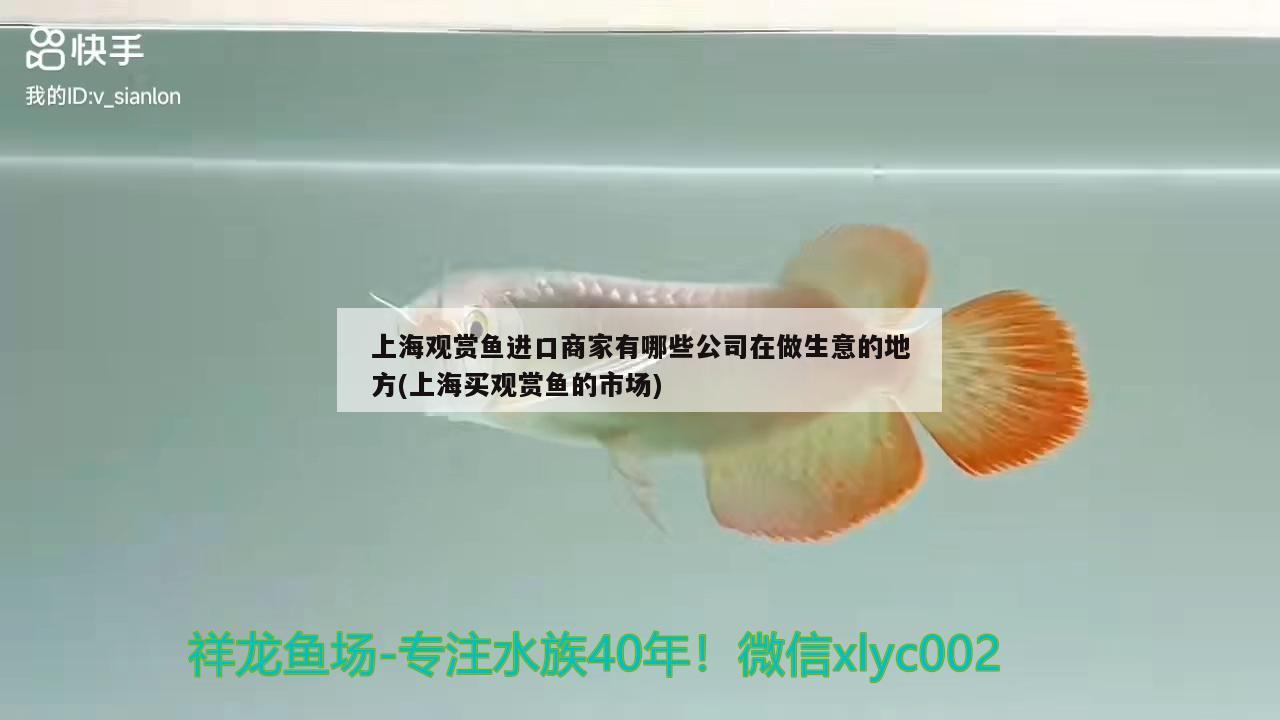 上海觀賞魚進(jìn)口商家有哪些公司在做生意的地方(上海買觀賞魚的市場(chǎng))