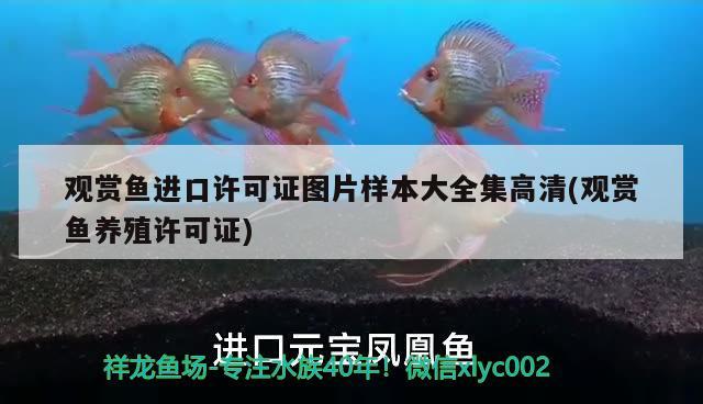 觀賞魚進(jìn)口許可證圖片樣本大全集高清(觀賞魚養(yǎng)殖許可證) 觀賞魚進(jìn)出口