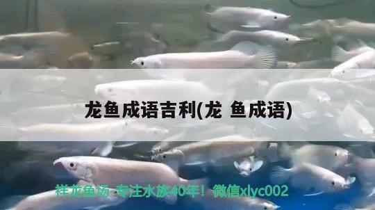 龍魚成語吉利(龍魚成語) 魚缸凈水劑