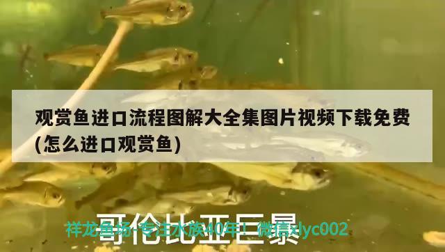 觀賞魚進(jìn)口流程圖解大全集圖片視頻下載免費(怎么進(jìn)口觀賞魚) 觀賞魚進(jìn)出口