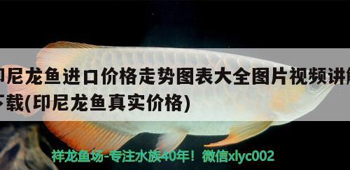 印尼龍魚進口價格走勢圖表大全圖片視頻講解下載(印尼龍魚真實價格) 觀賞魚進出口