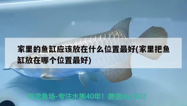 家里的魚缸應(yīng)該放在什么位置最好(家里把魚缸放在哪個(gè)位置最好) 恐龍王魚