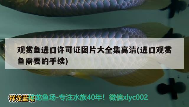 觀賞魚進口許可證圖片大全集高清(進口觀賞魚需要的手續(xù)) 觀賞魚進出口