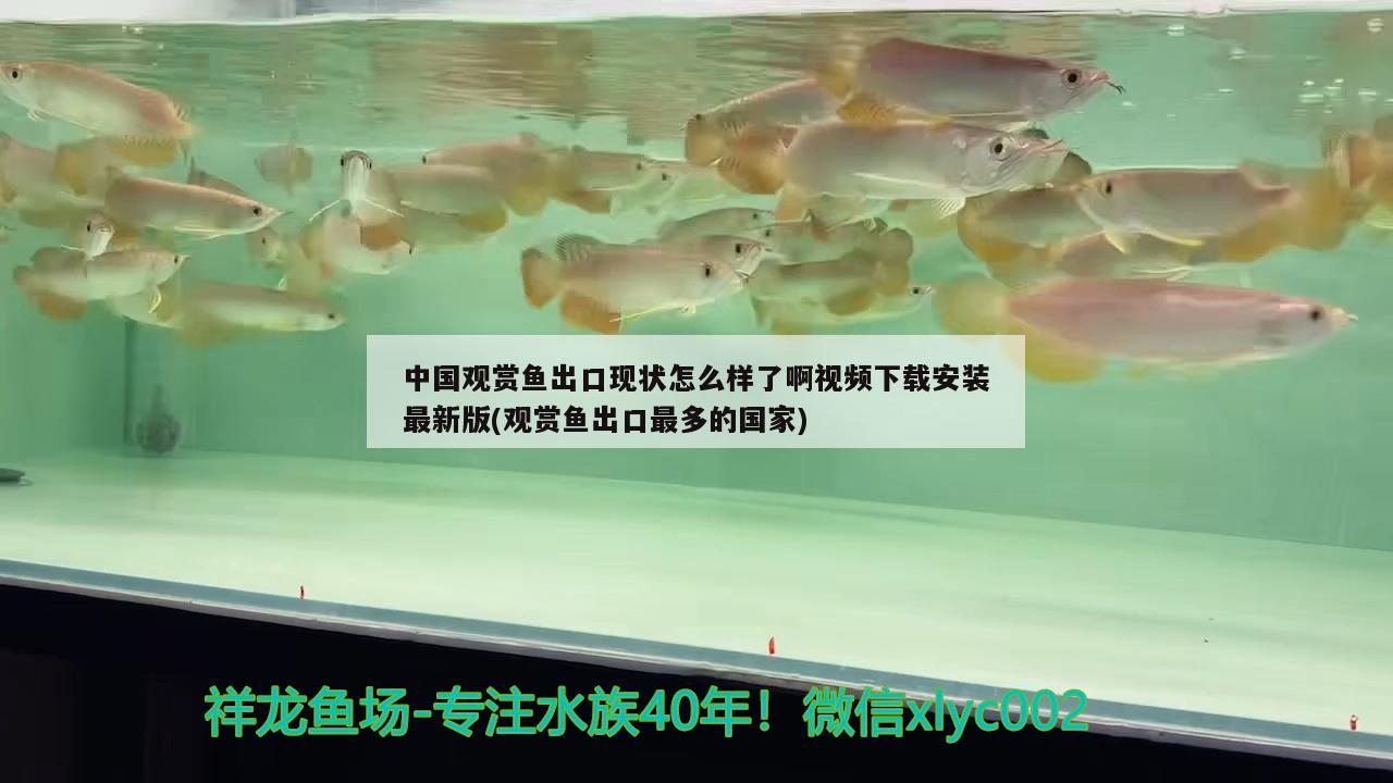 3條龍魚混養(yǎng)好不好養(yǎng)（三條龍魚會(huì)打架嗎） 龍魚批發(fā) 第2張