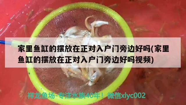 家里魚(yú)缸的擺放在正對(duì)入戶門旁邊好嗎(家里魚(yú)缸的擺放在正對(duì)入戶門旁邊好嗎視頻) 魚(yú)缸/水族箱