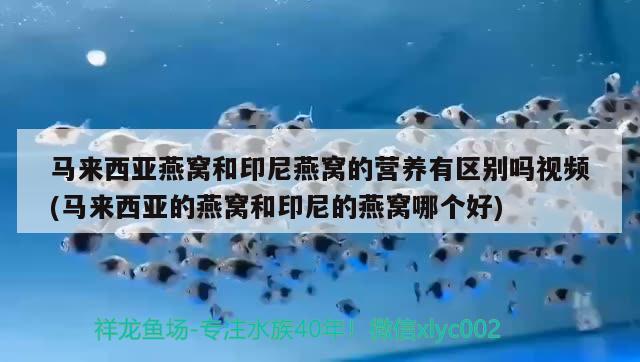 泰獅在魚缸里長多大的魚苗（4） 祥龍水族濾材/器材 第1張