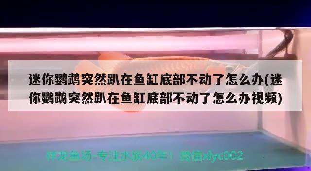 迷你鸚鵡突然趴在魚缸底部不動了怎么辦(迷你鸚鵡突然趴在魚缸底部不動了怎么辦視頻) 鸚鵡魚