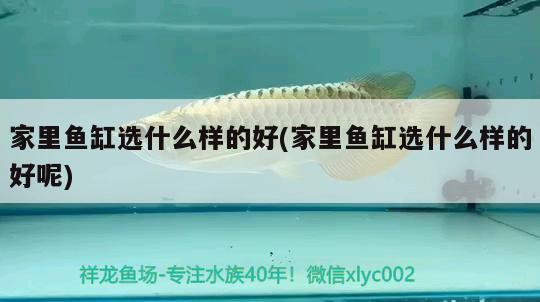 家里魚缸選什么樣的好(家里魚缸選什么樣的好呢) 委內瑞拉奧里諾三間魚 第3張