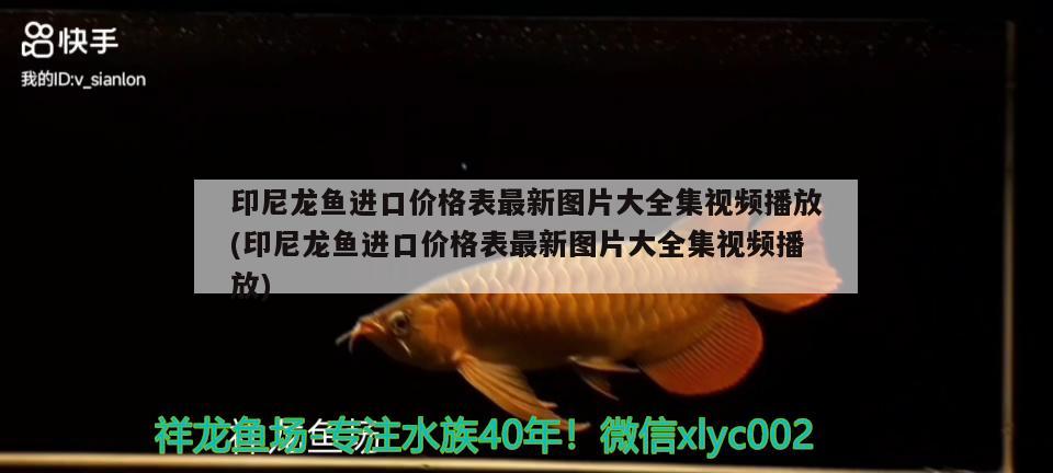 印尼龍魚進(jìn)口價(jià)格表最新圖片大全集視頻播放(印尼龍魚進(jìn)口價(jià)格表最新圖片大全集視頻播放) 觀賞魚進(jìn)出口