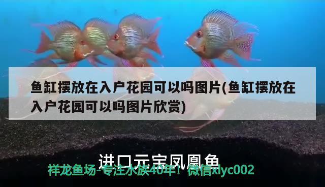 魚缸擺放在入戶花園可以嗎圖片(魚缸擺放在入戶花園可以嗎圖片欣賞) 朱巴利魚苗