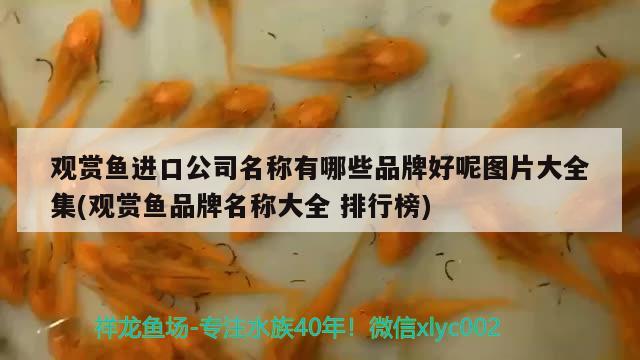 觀賞魚進(jìn)口公司名稱有哪些品牌好呢圖片大全集(觀賞魚品牌名稱大全排行榜)