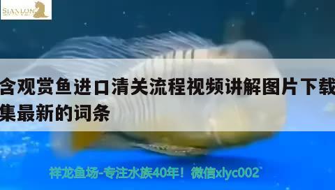 包含觀賞魚(yú)進(jìn)口清關(guān)流程視頻講解圖片下載大全集最新的詞條